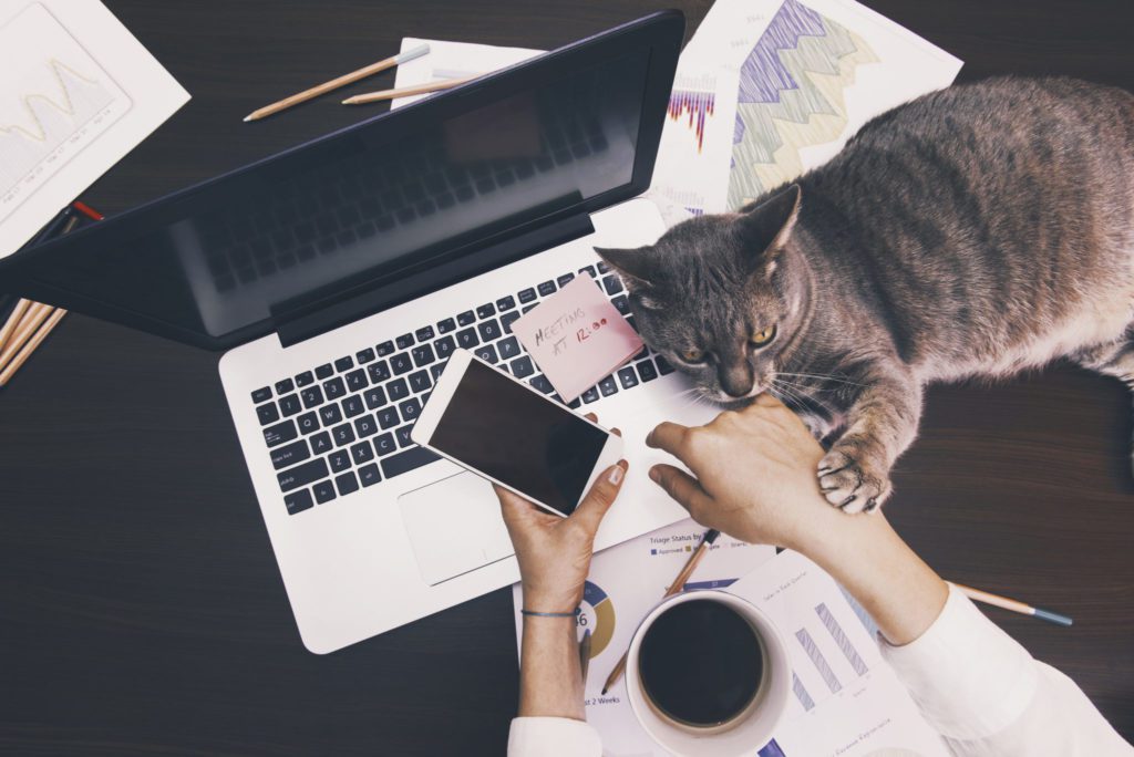 employee works remotely on a laptop and phone, with a coffee and a cat